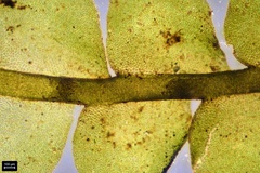 Chiloscyphus polyanthos rivularis