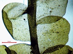 Chiloscyphus polyanthos rivularis