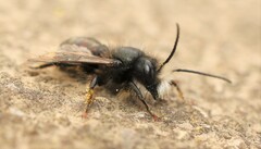 Osmia