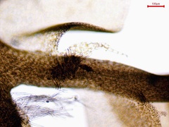 Chiloscyphus polyanthos rivularis