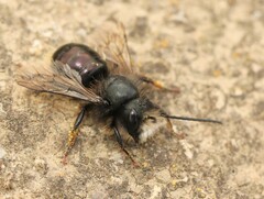Osmia