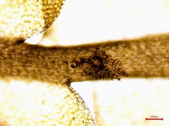 Chiloscyphus polyanthos rivularis