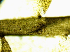 Chiloscyphus polyanthos rivularis