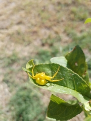 Misumenops