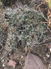 Coryphantha macromeris macromeris