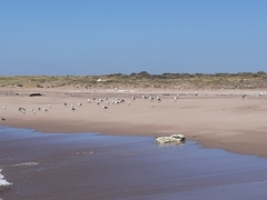 Haematopus leucopodus