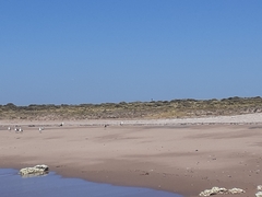 Haematopus leucopodus