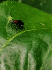 Lemini