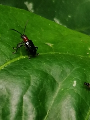 Lemini