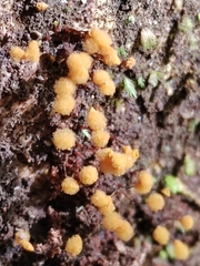 Hemitrichia