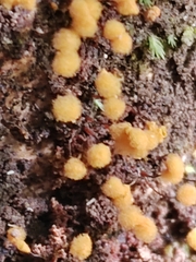 Hemitrichia