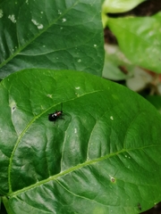 Lemini