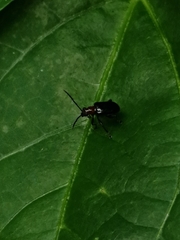 Lemini