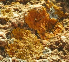 Xanthoria calcicola