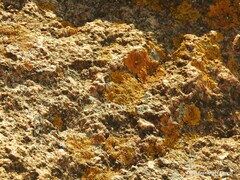 Xanthoria calcicola