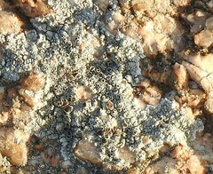 Lecanora