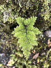 Hymenophyllum dentatum