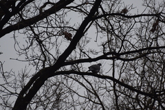 Columba palumbus