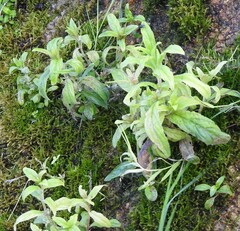 Epilobium tetragonum