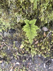 Hymenophyllum dentatum image