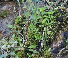 Epilobium tetragonum