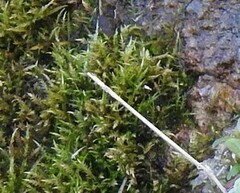 Calliergonella cuspidata