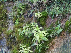 Epilobium tetragonum
