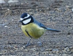 Cyanistes teneriffae teneriffae