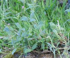 Epilobium tetragonum