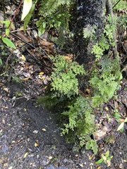 Hymenophyllum dentatum image