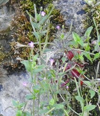 Epilobium tetragonum