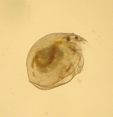 Chydorus