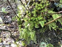Hymenophyllum dentatum image