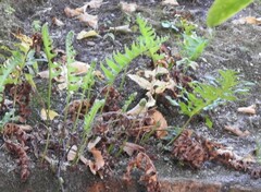 Polypodium cambricum