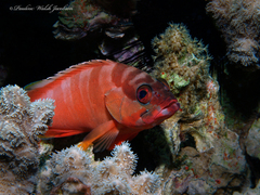Epinephelus fasciatus