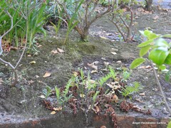 Polypodium cambricum