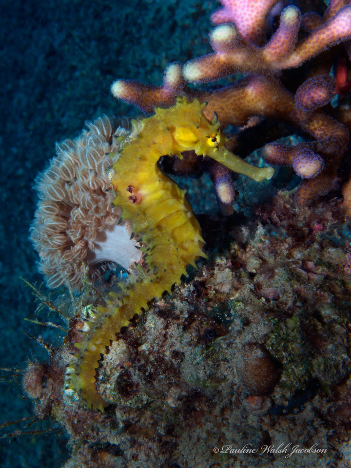 Jayakar's Seahorse