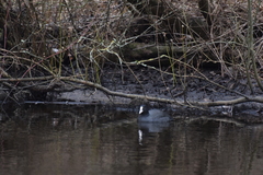 Fulica atra