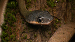 Boiga nigriceps
