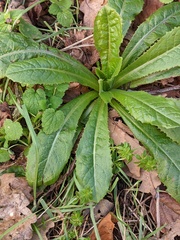 Lactuca
