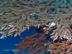 Dascyllus marginatus