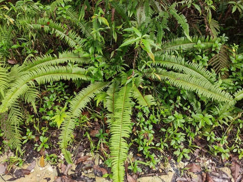 Nephrolepis rivularis, photograph 4