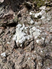 Lepraria finkii