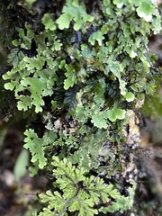 Pseudocyphellaria