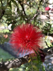 Calliandra haematocephala