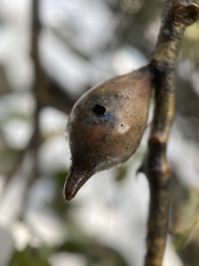 Heteroecus pacificus