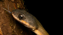 Boiga nigriceps