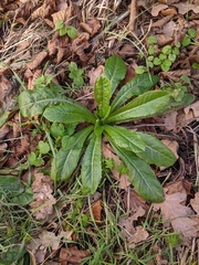 Lactuca