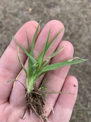 Dichanthelium laxiflorum