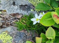 Minuartia
